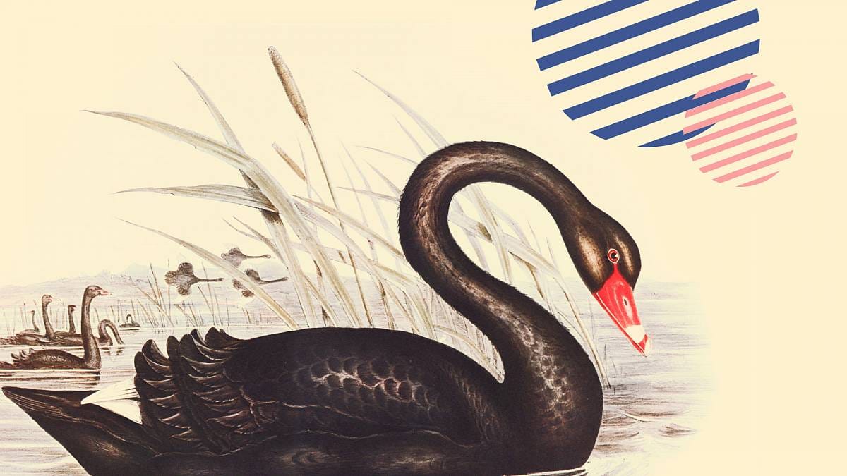 «Черные лебеди»: надо ли их бояться инвестору?