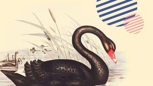 «Черные лебеди»: надо ли их бояться инвестору?