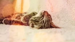 Ловушка для лентяев. Почему простые рецепты в инвестициях не работают